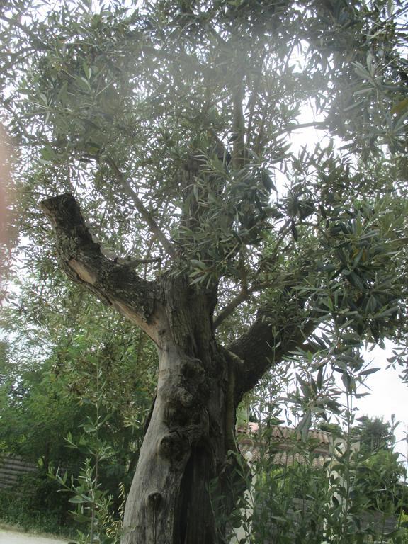 Mas Le Nathakassou Villa Cabannes Dış mekan fotoğraf
